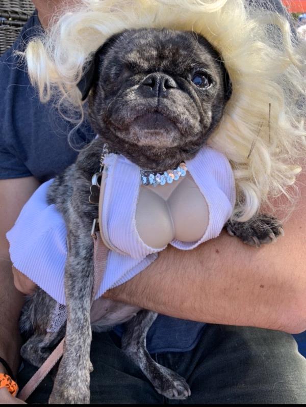 /images/uploads/pug nation rescue of los angeles/pugnation2021/entries/15040thumb.jpg